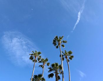 Low angle view of palm tree against blue sky