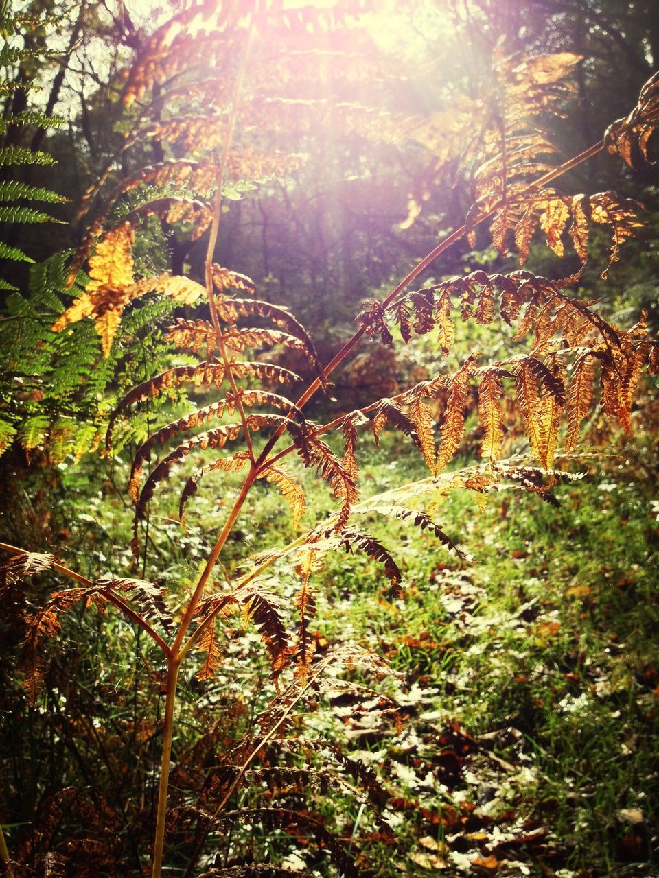 tree, growth, tranquility, forest, sunlight, sunbeam, nature, plant, tranquil scene, branch, lens flare, beauty in nature, tree trunk, sun, scenics, field, leaf, woodland, green color, outdoors