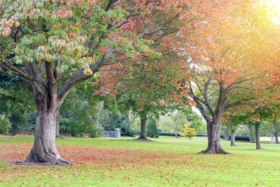 Trees in park during autumn