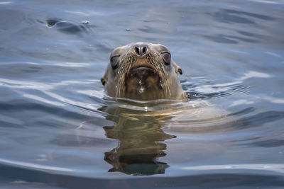 Close-up of turtle in sea