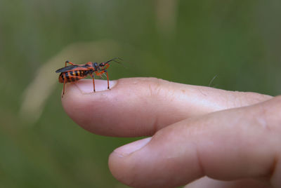 Close-up of insect on hand