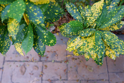 Close-up of green leaves