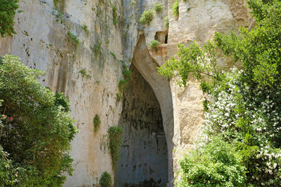 Trees and plants against wall