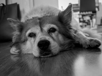 Close-up portrait of dog lying down on floor at home