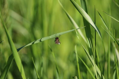 Close-up of insect on grass