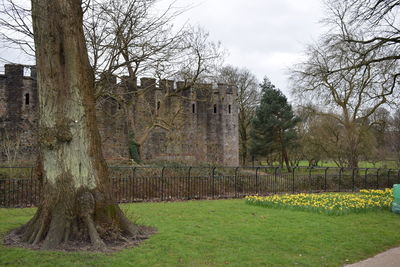 Bare trees on grassy field