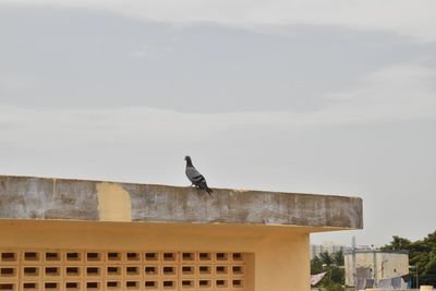 Low angle view of bird perching on building