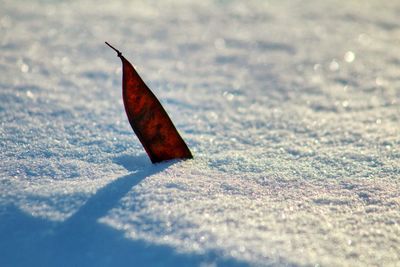 Close-up of leaf in snow covered field during winter