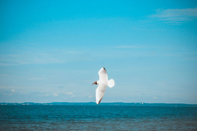 Swan flying over sea against sky