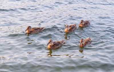 Ducks swimming in water