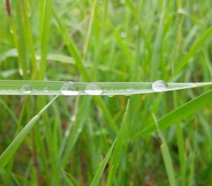 Close-up of grass growing on field