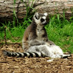 Close-up of cat sitting on grass