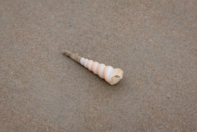 High angle view of shell on sand