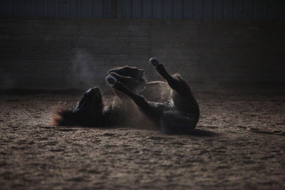 View of horse on floor
