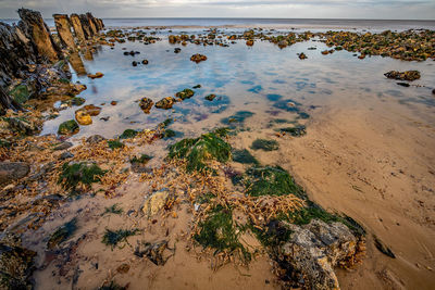 Rocks covered in seaweed in a shallow rockpool on a sandy beach on the norfolk coast