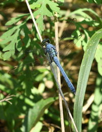 Close-up of insect on plant