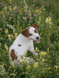 Dog looking away on field