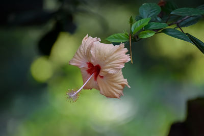 Close-up of hibiscus flower