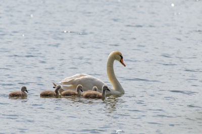 Swans swimming in lake