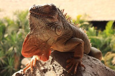 Iguana posing on a rock