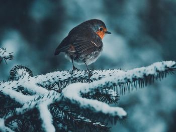 Close-up of bird perching on snow