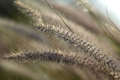 Detail shot of plant