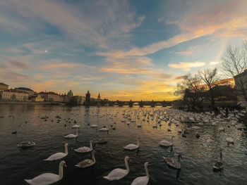 Flock of birds in lake against sky during sunset