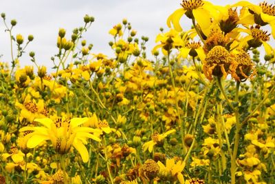 Yellow flowers blooming in field