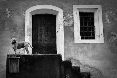 Dog on window