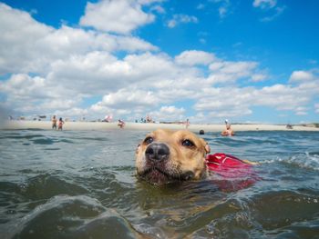 Close-up of dog swimming in sea against sky