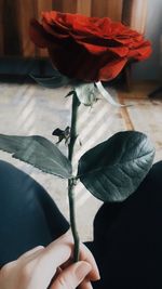 Close-up of hand holding red rose