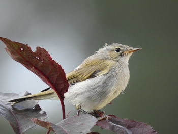 Close-up of bird perching