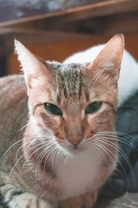 Close-up portrait of a cat