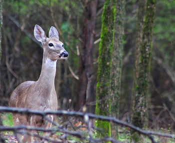 Deer in a forest