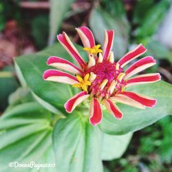 Close-up of passion flower blooming outdoors