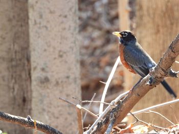 Close-up of bird perching on branch