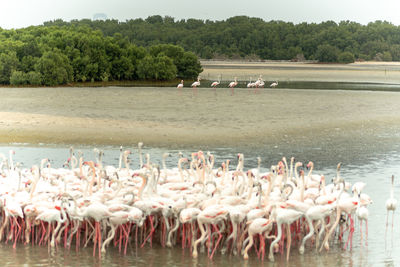 Flock of birds in lake