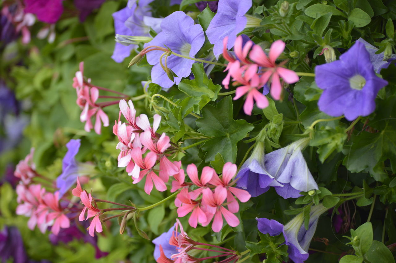 flower, growth, beauty in nature, petal, fragility, nature, purple, freshness, plant, blooming, outdoors, no people, flower head, day, close-up