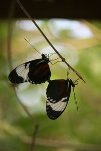 Close-up of butterfly on leaf