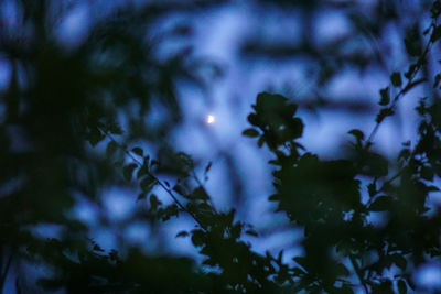 Close-up of plants against blurred background