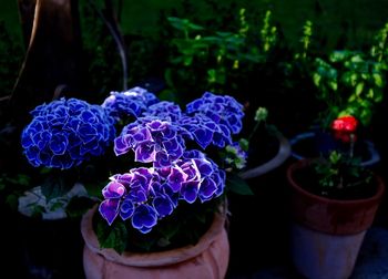 Close-up of potted plant
