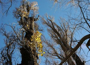 Low angle view of bare trees against blue sky