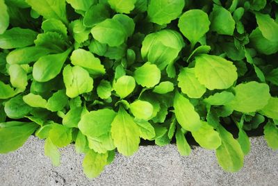 High angle view of plants growing on field