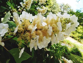 Close-up of white flowers