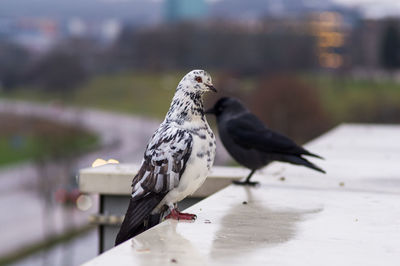 Close-up of bird perching on rooftop 