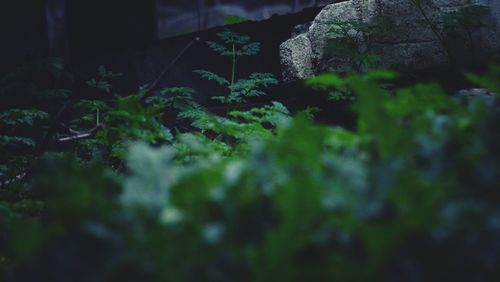 Close-up of plants