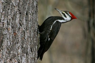 Close-up of bird perching on tree trunk