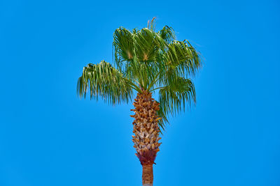 Low angle view of coconut palm tree against blue sky