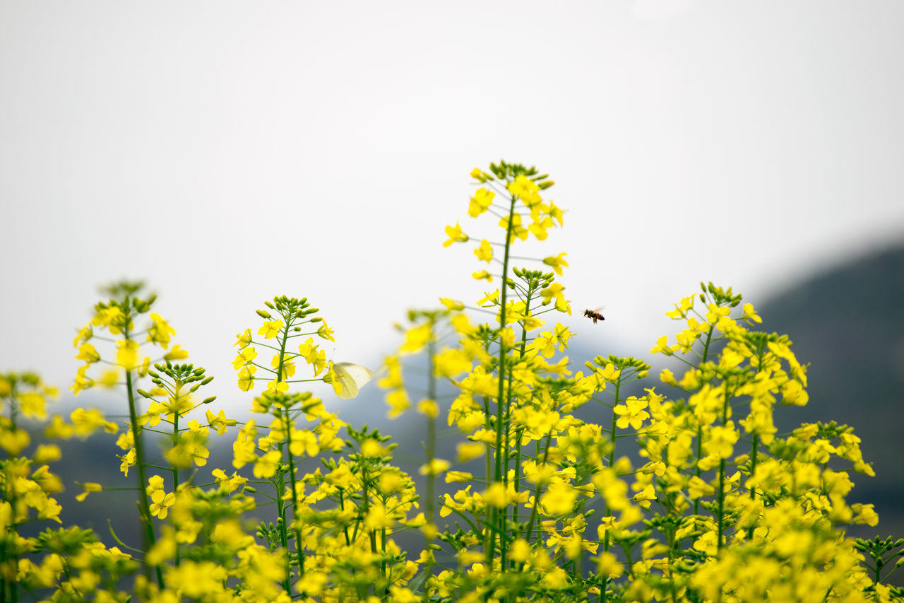 蝶と蜂