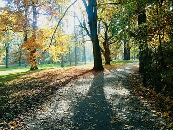 Trees in park